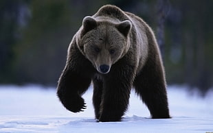 selective photography of black bear